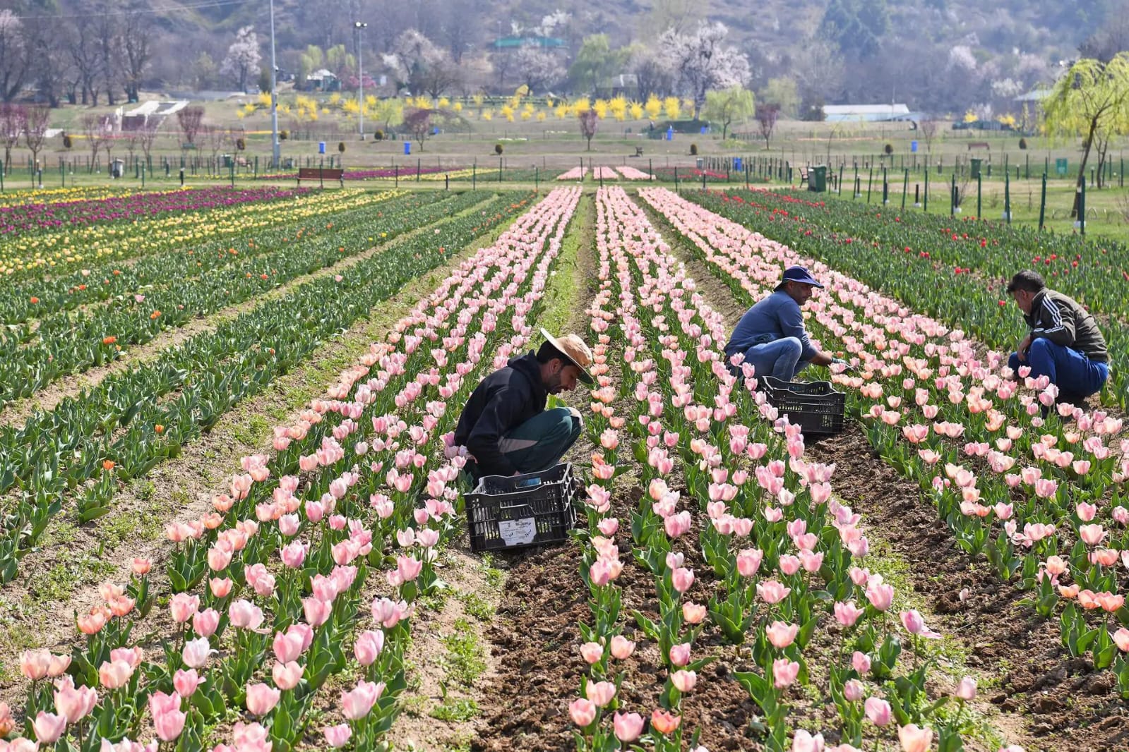 ASIAS LARGEST TULIP GARDEN