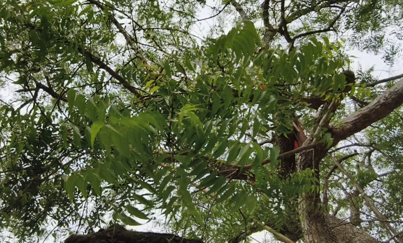 ନିମ୍ବ ପତ୍ର ଲାଗୁଛି ମିଠା