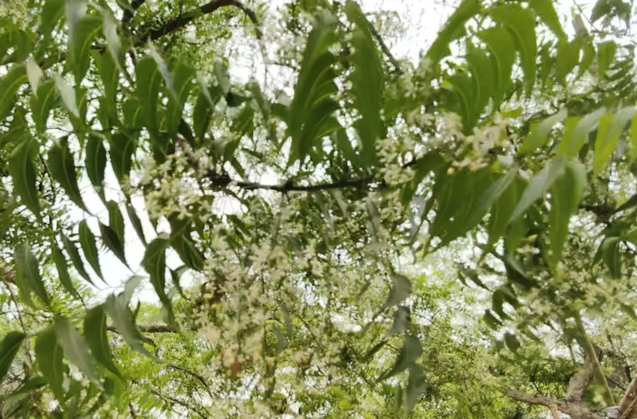 କସର୍ଦ୍ଦା ଦିପୋଟିରେ ରହିଛି ନିମ୍ବ ଗଛ