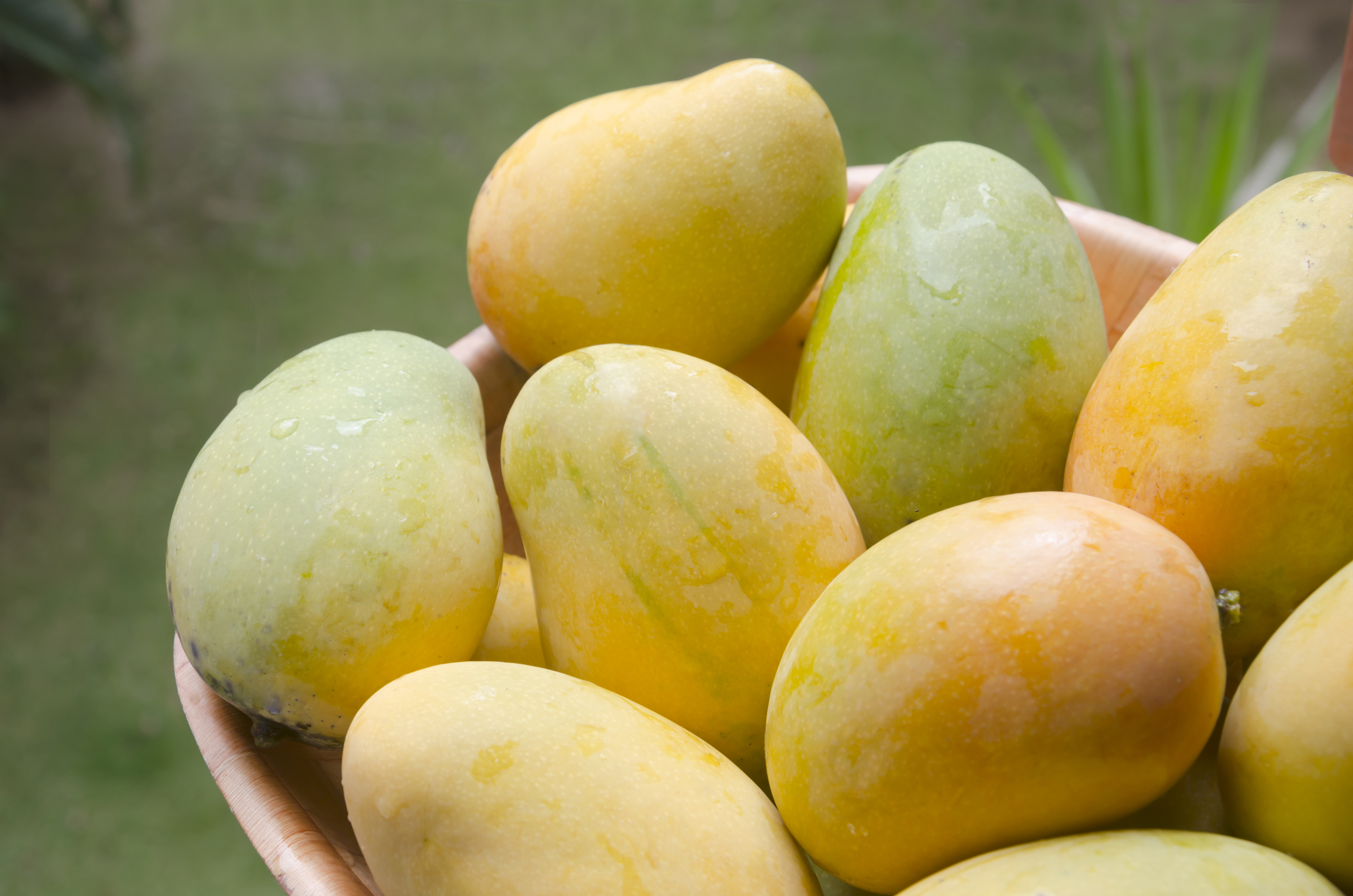NUTRITIONAL BENEFITS OF MANGOES HEALTH BENEFITS OF MANGOES HEALTH BENEFITS AAMBA