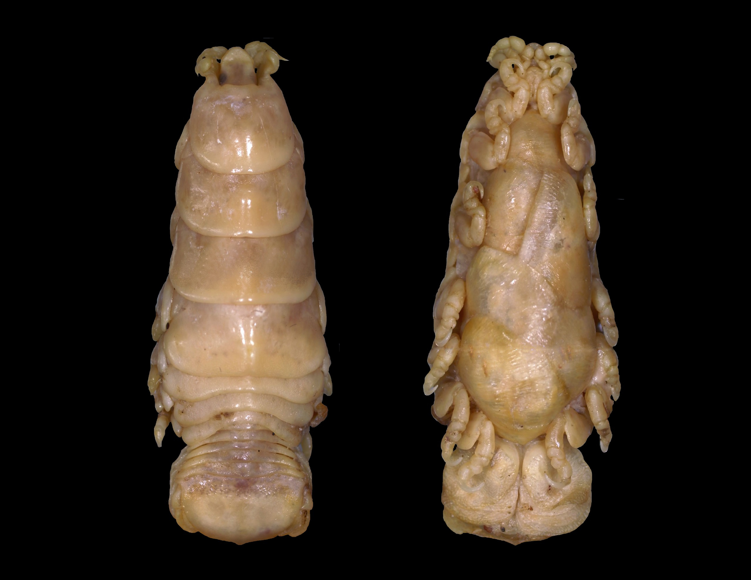New Parasitic Isopod Species