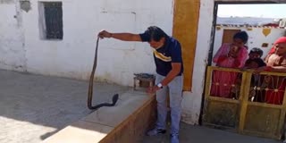 Snake Catcher