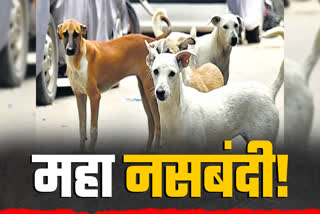 DOGS MAHANASBANDI IN INDORE