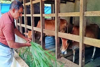Engineer turned conservationist leades to dsave kerala's native Periyar cow breed