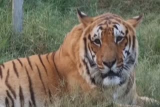 Uttarakhand Ramnagar Forest Division completes tiger survey