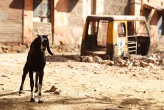 Man Rapes Goat in Malda
