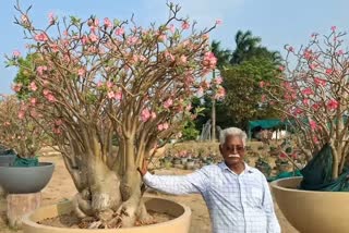 12 Lakh Desert Rose Plant In India