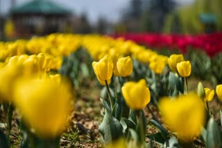 ASIA LARGEST TULIP GARDEN
