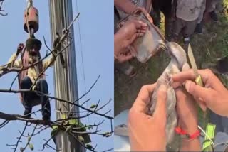 हाइड्रा क्रेन की मदद से पक्षी का किया रेस्क्यू