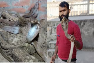 Etv Bharat5 Cobra Snakes Found in House in Kushinagar were Hiding in Pile of Wood Logs Watch Video
