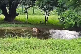 INDORE KAMLA NEHRU ZOO