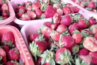 In Punjab, farmers are now preferring strawberry cultivation over paddy