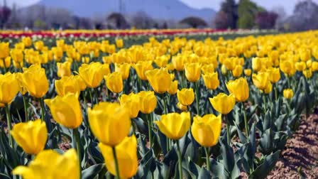 ASIAS LARGEST TULIP GARDEN