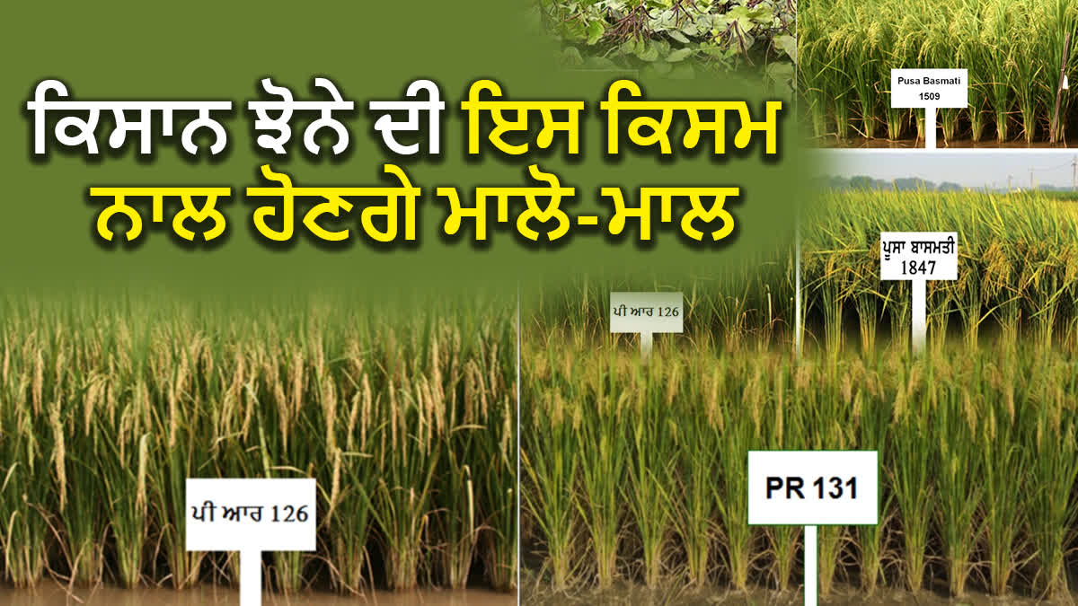 What is the new rice variety that can replace Pusa-44?