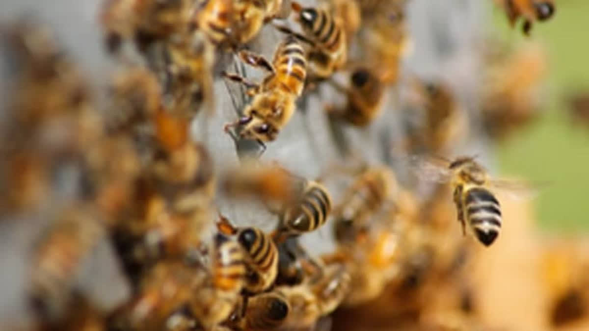 Chaos ensued at a polling station in the Barabill area of Tripura's Khowai district when a swarm of bees descended upon voters waiting in queues to participate in the electoral process. The attack left around 15 voters injured, prompting a swift response from Fire and Emergency Service personnel who rushed to the scene.