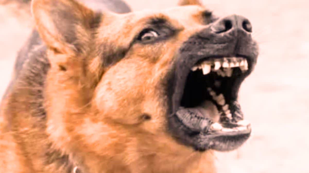 Dog Bite Case in Dholpur