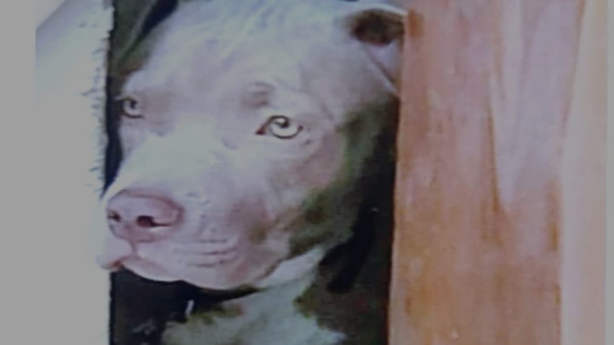 FAMILY IN FEAR OF PITBULL DOG