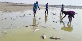 Fishes DIED AT Wanaparthy District