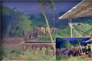 WILD ELEPHANTS IN COIMBATORE