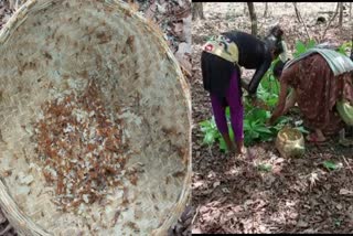 Special Story On Red Ant Eggs Pickle