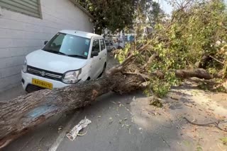 tree fallen near the Bengaluru voting booth