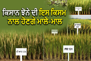 What is the new rice variety that can replace Pusa-44?