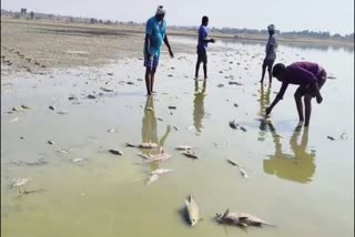 Fishes DIED AT Wanaparthy District