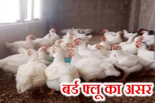 chicken and egg sales decreased after outbreak of bird flu in Ranchi
