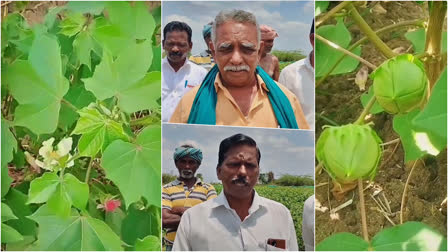 Cotton Purchase in Thiruvarur