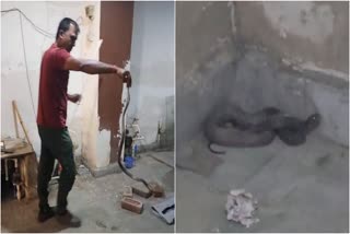 Cobra Snake Rescue Faridabad
