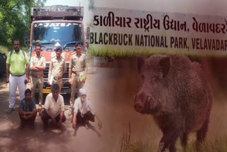 શિકારીઓના સકંજામાંથી જંગલી ભૂંડને છોડાવાયું
