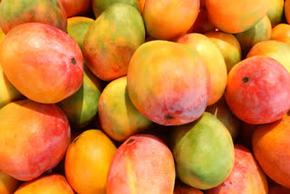 This is how you can identify real mangoes, otherwise you will get sick by eating mangoes made from chemicals