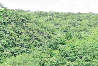 nallamala forest