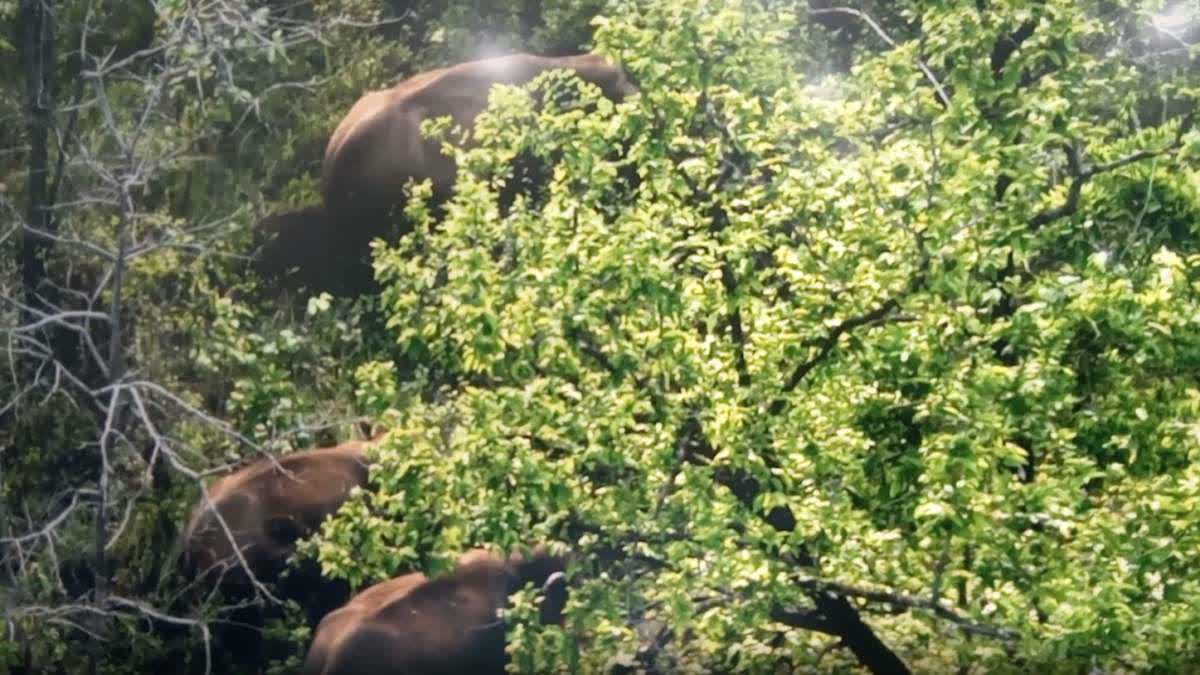 Elephant census in Boudh