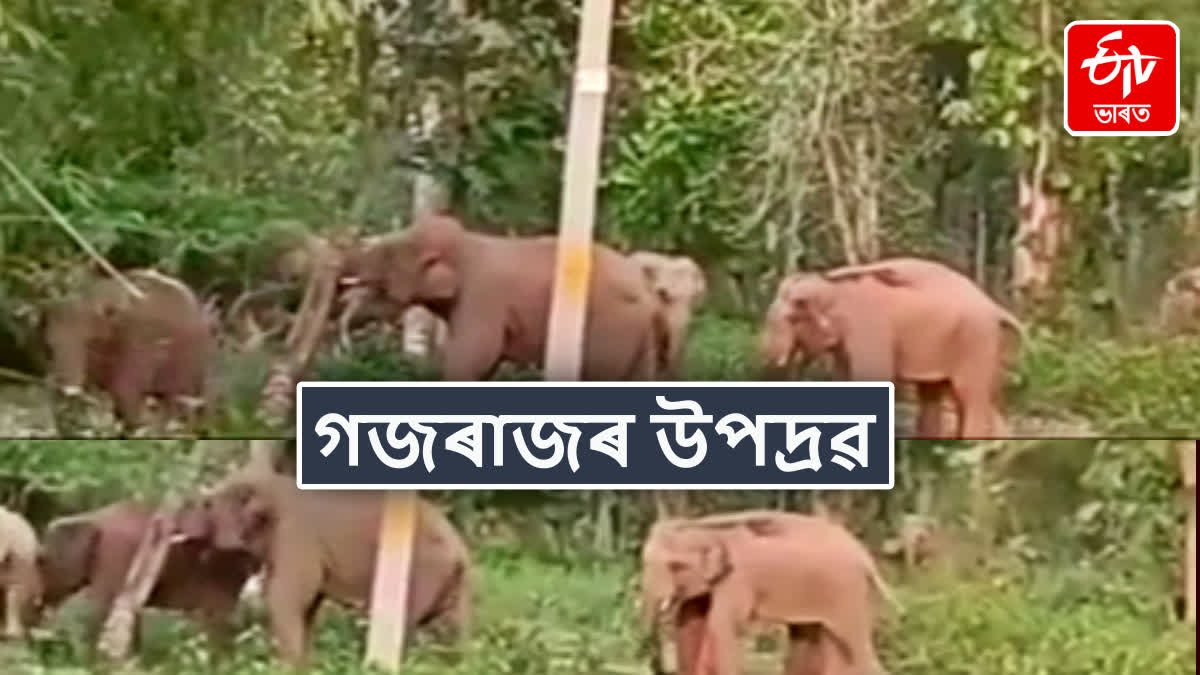 Elephant terror in Goalpara