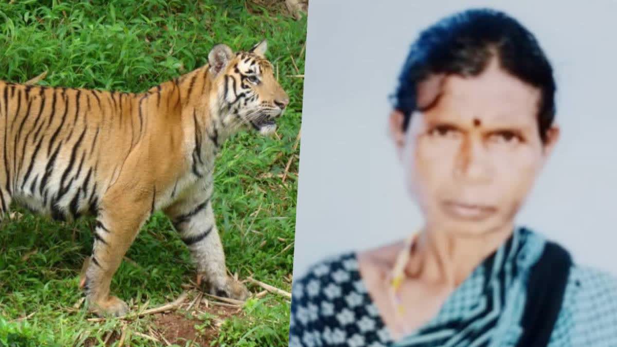Tiger Kills Woman