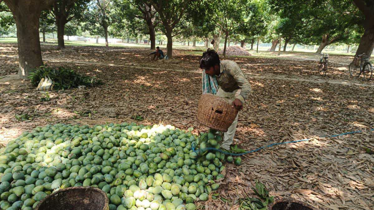 Cyclone Remal Fear in Malda