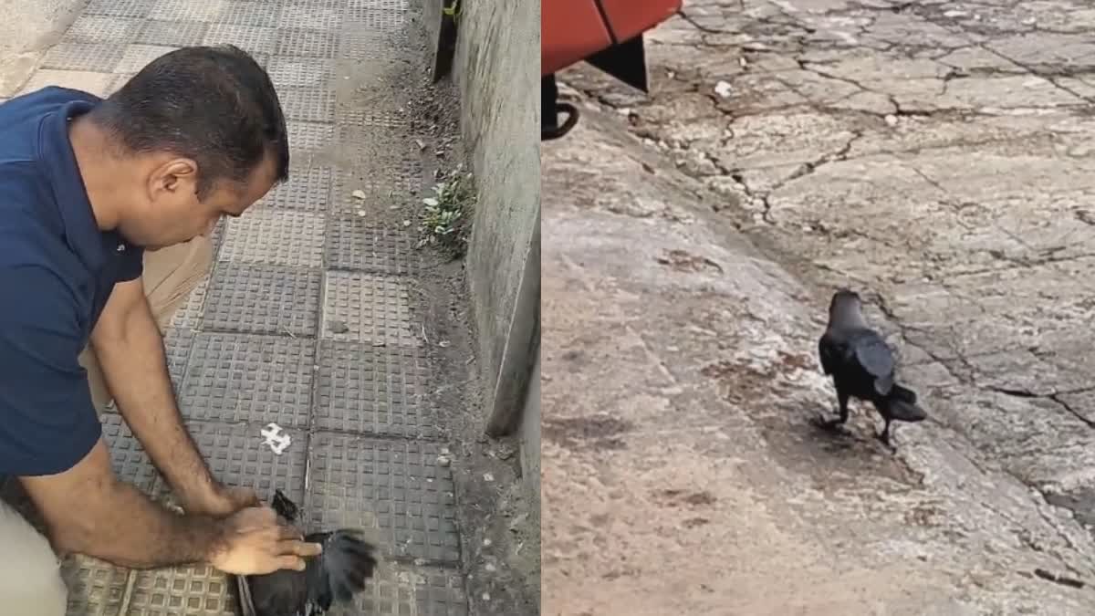 CROW HIT ELELCTRIC SHOCK  ഷോക്കേറ്റ കാക്ക ഫയർ ഓഫീസർമാർ  കോഴിക്കോട് മീഞ്ചന്ത ഫയർ സ്റ്റേഷന്‍  FIRE AND RESCUE STATION MEENCHANDA