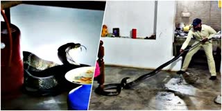 King Cobra takes shelter in kitchen