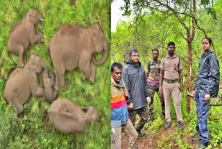 யானைகள் கணக்கெடுப்பு பணி