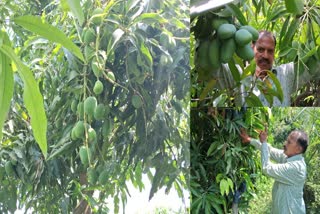 Special Mango Tree in Rajasthan