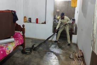 King Cobra In Kitchen at Karnataka