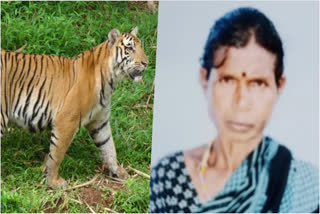 MYUSURU TIGER ATACK  TIGER ATTACK  സ്‌ത്രീയെ കടുവ കൊന്നു  മൈസൂര്‍ കടുവ ആക്രമണം