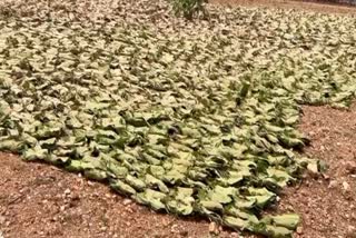 Beedi Leaf Smuggling In Latehar