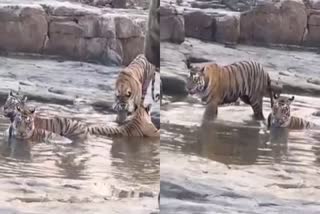 PANNA TIGRESS FUN WITH CUBS IN POND