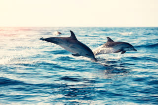 A group of twelve dolphins, including their calves, were successfully saved by the South Kheri forest officials, WWF-India, WTI, Turtle Services Alliance (TSA), and irrigation department and returned to the Ghaghara river on Sunday after an approximately 24-hour rescue effort.