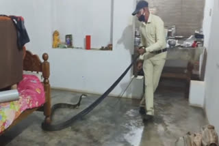 Huge cobra rescued from kitchen in Karnataka's Chikkamagaluru.