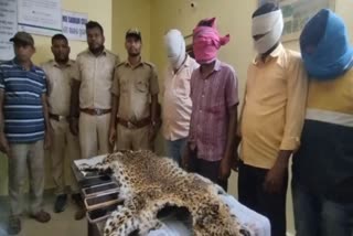 TIGER SKIN SEIZED IN NUAPADA