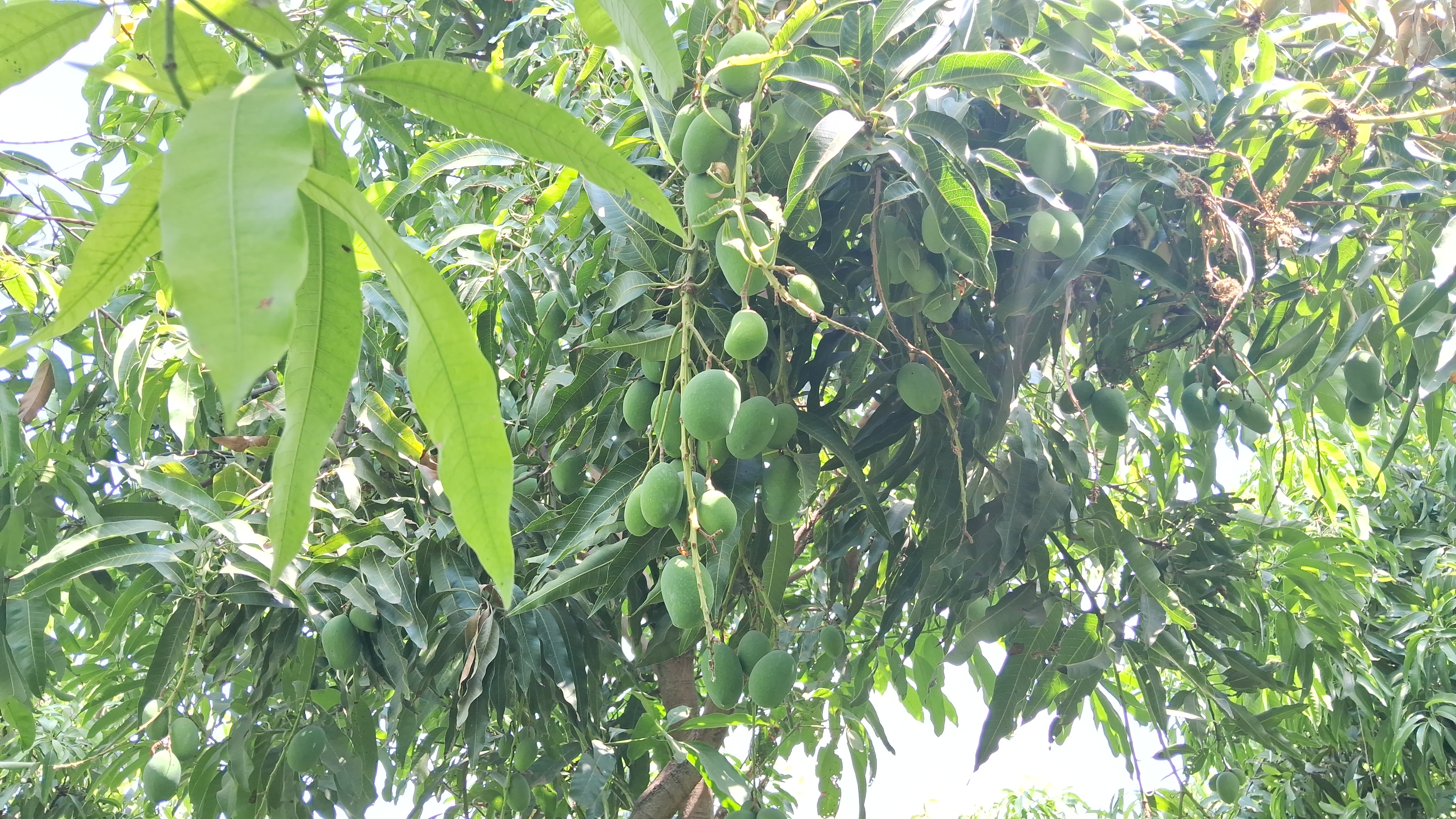 Special Mango Tree in Rajasthan