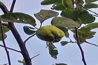Apple cultivation in Assam